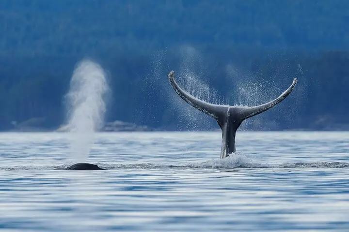 4 hr Into The Wild Whales & Wildlife Adventure - Primary Image