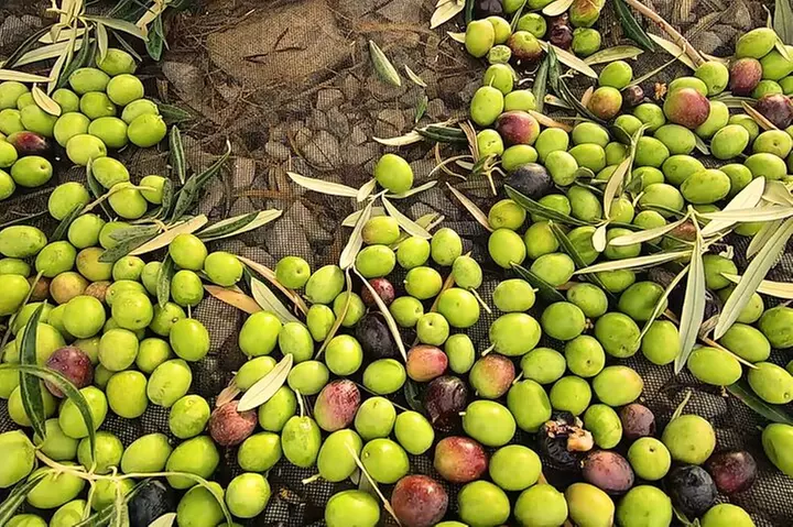 Olive Oil Tour : Una experiencia para saborear - Primary Image