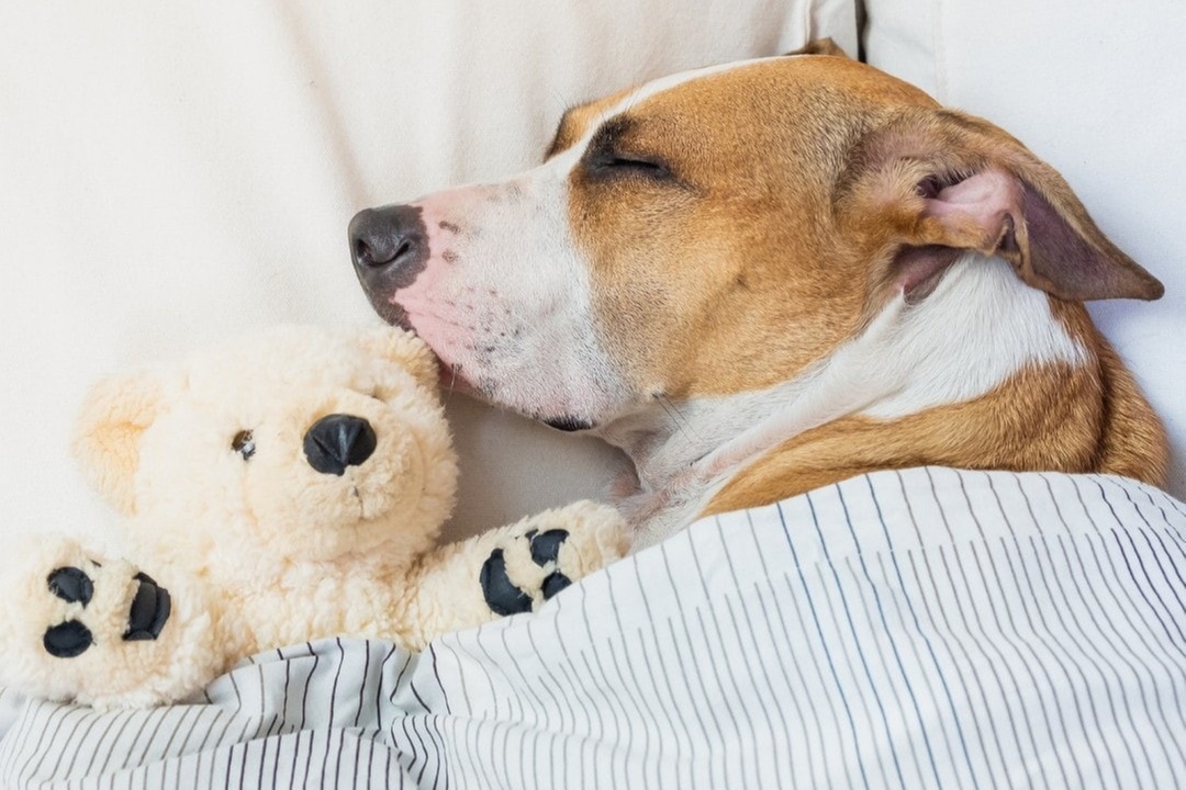 $30 For 1 Day/Night Pet Boarding (Large Dog) (Reg. $60)