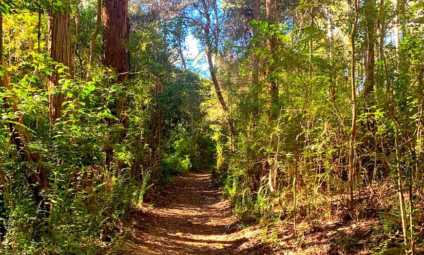 Image 6: Blue Mountains Private Sightseeing Day Tours from Sydney