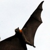 Image 6: Walking with Sydney Flying Foxes (Fruit Bats)
