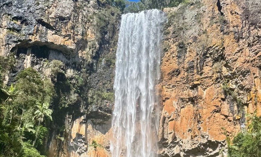 Image 3: Koalas, 6 Springbrook Waterfalls and Natural Bridge Day Tour