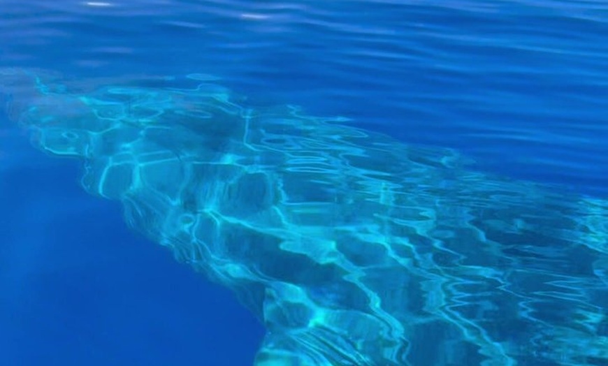 Image 20: Maui Whale Watching: 2-Hour Small Group Raft Tour from Lahaina