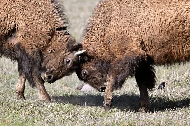 Yellowstone National Park - Full-Day Lower Loop Tour from West Yell...