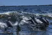 Dolphin Watching aboard the Cold Mil Fleet - Second Medium