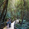 Image 14: Blue Mountains Day Tour -Scenic World, Koalas & Roos (10 ppl MAX)