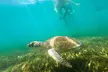 San Juan Snorkel with Manatees and Turtles with Free Rum - Second Medium
