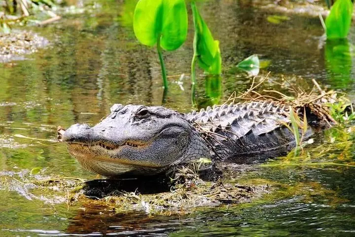 Everglades Wildlife Tour: Airboat & Alligator Habitat Experience