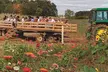 $24 For 4 Corn Maze Admissions (Valid Sept 26th-Oct 31st, 2025) (Reg. $48) - Second Medium