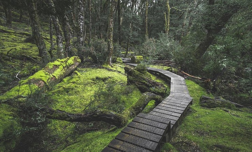 Image 3: Cradle Mountain - Hobart to Launceston Day Tour