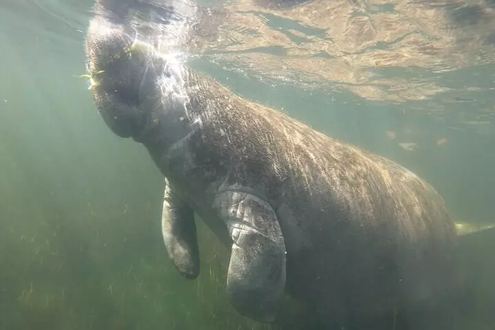 All-Inclusive Small Group Manatee Swim with Free Photos