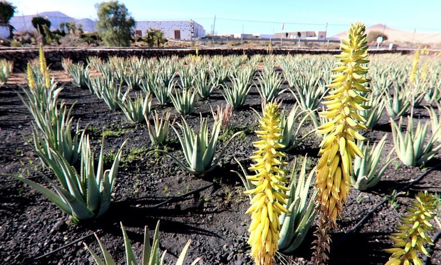 Image 2: Desde el Sur Fuerteventura : Tour Betancuria con Degustación de Quesos