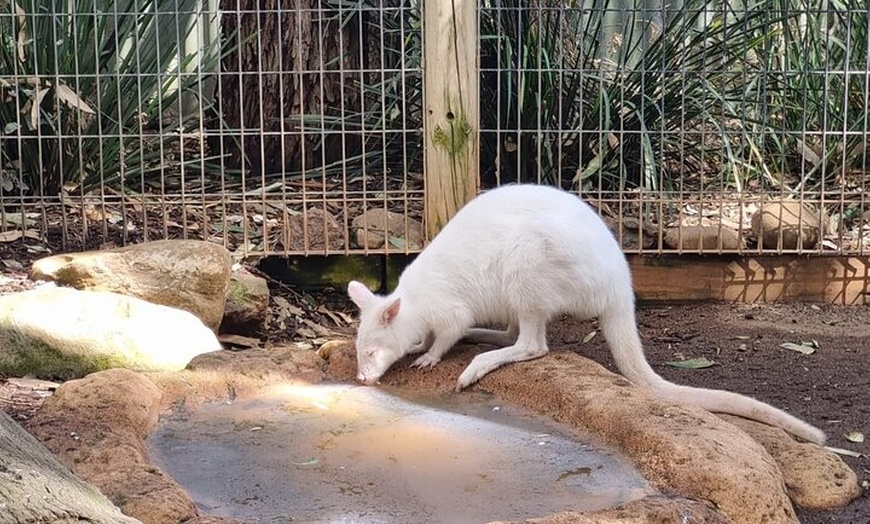 Image 15: PVT Guided Tour: Sydney Opera House and Featherdale Wildlife Park