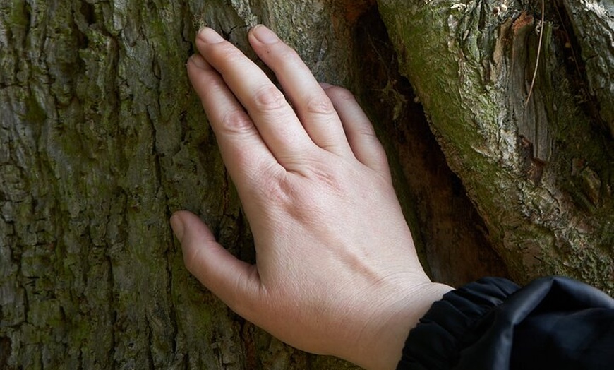 Image 2: Guided Forest Bathing Walk in a Hidden SE London Woodland
