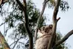 Little Koala Walking Tour - Image 4