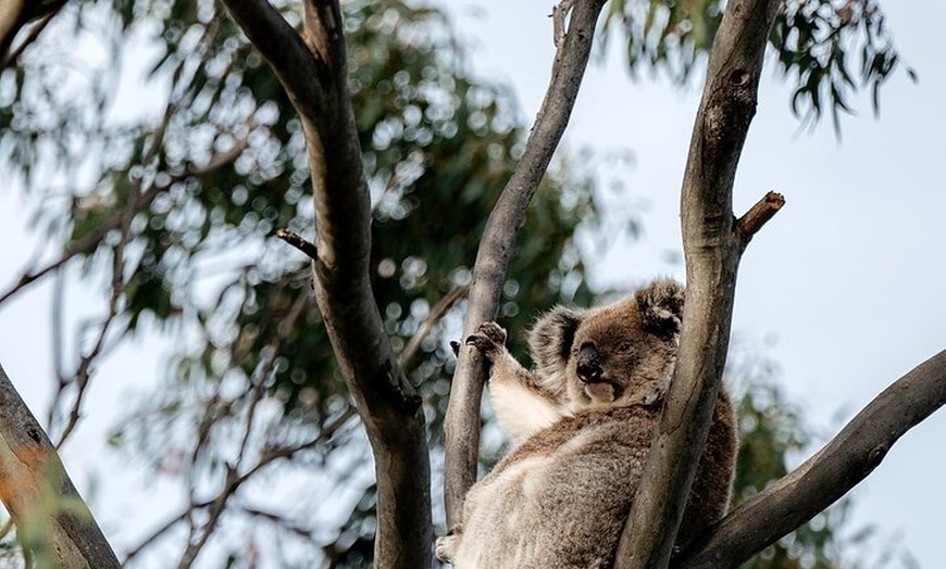 Image 4: Little Koala Walking Tour