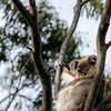 Image 4: Little Koala Walking Tour