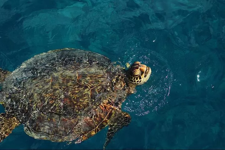 90 Minute Turtle Canyon Waikiki Catamaran Snorkel