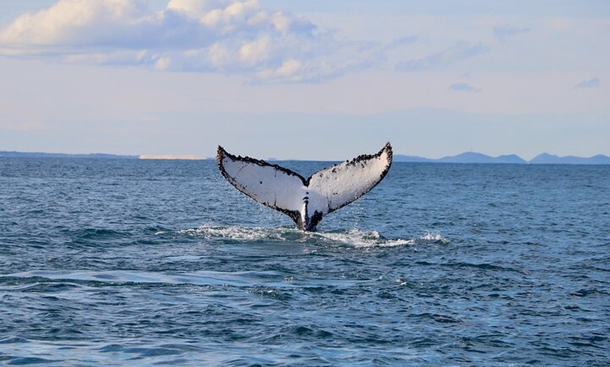 Image 34: Humpback Whale Encounter Tour from Newcastle