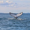 Image 34: Humpback Whale Encounter Tour from Newcastle