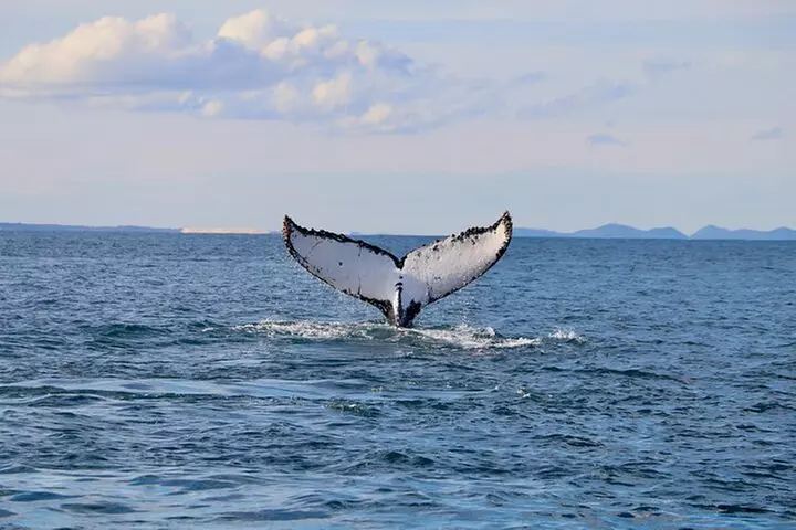 Humpback Whale Encounter Tour from Newcastle