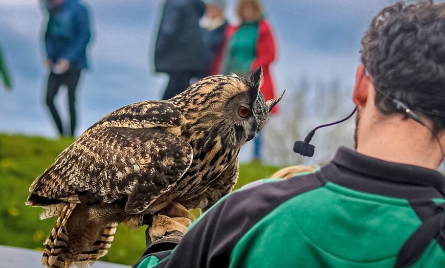 Image 2: Glasgow Wildlife Centre Higlands Cow Apacas Walking Tour