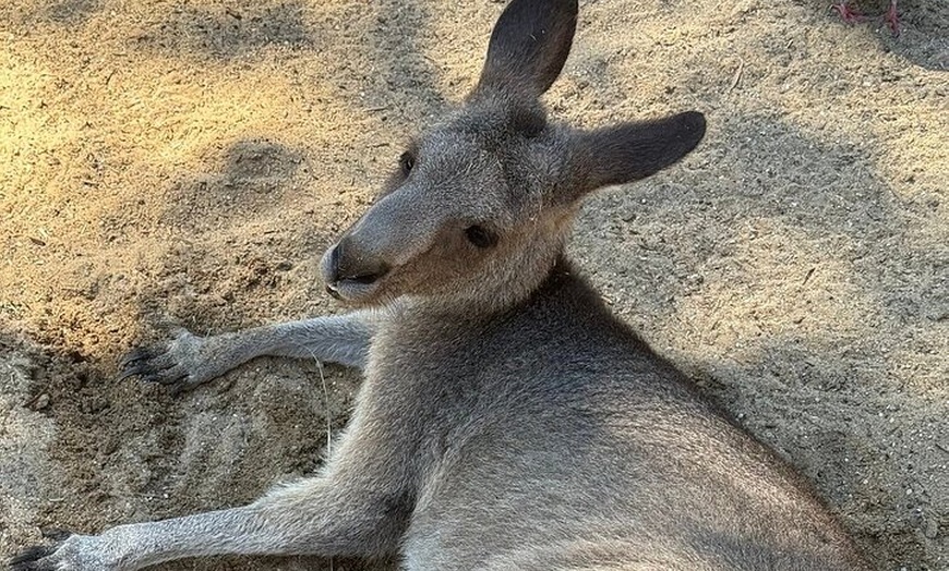 Image 36: PVT Guided Tour: Sydney Opera House and Featherdale Wildlife Park