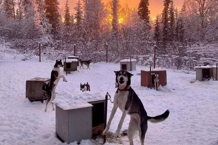 Sluice Box Kennel Alaskan Homestead & Husky Life Experience