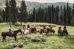 Guided Horseback Trail Rides - Second Medium