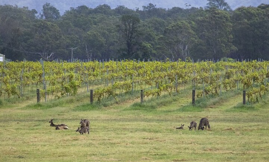 Image 15: Hunter Valley All Inclusive, Wine, Chocolate Tasting and Lunch