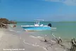 Punta Gorda / Boca Grande 4hr Beach or Sandbar Adventure - Second Medium