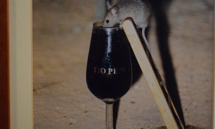 Image 11: Jerez Caballos y Bodegas Tío Pepe desde Estepona y Marbella