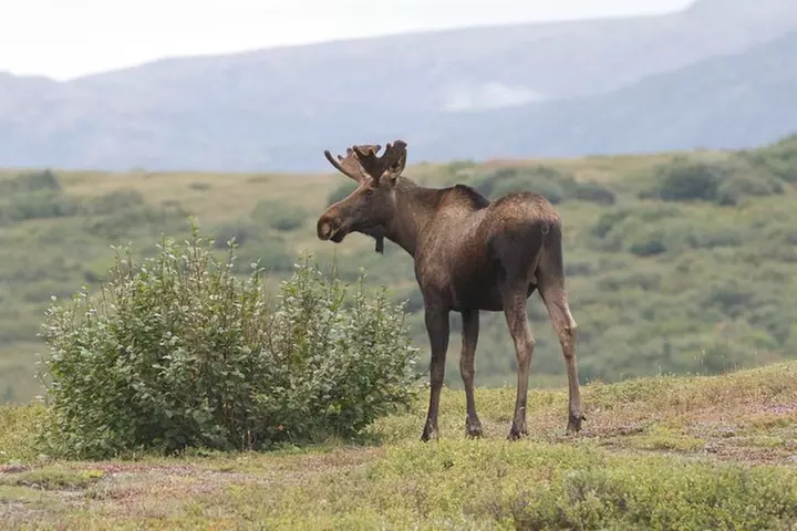 Small-Group Flight Denali National Park Tour with Guided Hike