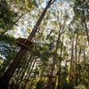 Image 6: Treetops Adventure Coffs Harbour Tree Ropes Course