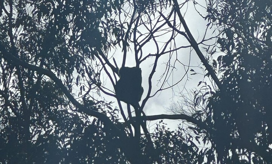 Image 10: Great Ocean Road 12 Apostles Tour - Less crowd more highlights
