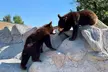 Yellowstone Private Tour Up To 14 - A Surprise Activity Included - Second Medium