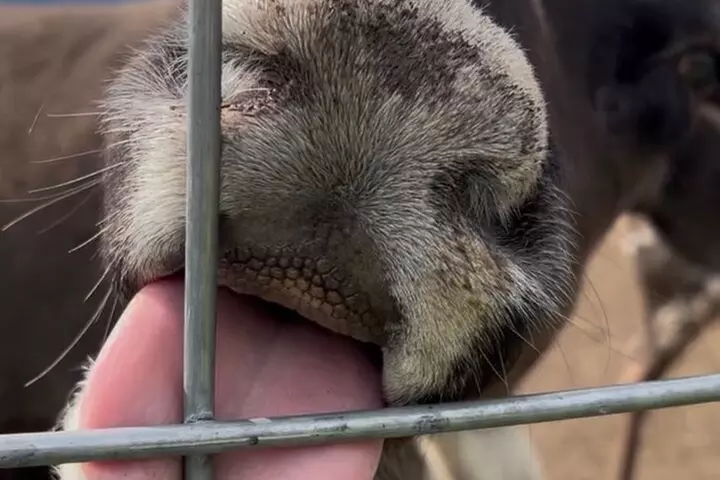 Dog Sledding & Animal Adventures – Anchorage Pickup