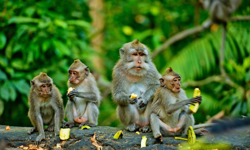 Image 4: ✈ INDONESIEN | Bali & Gili-Inseln - Indonesien von Bali bis Gili Ai...