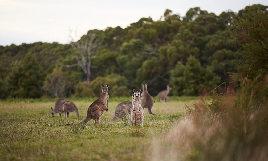 Image 6: Great Ocean Road Small Group Tour with Dingos, Sparkling & Lunch