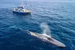 Dana Point Dolphin and Whale Watching with Underwater Viewing - Second Medium