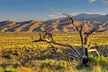 Great Sand Dunes Self Guided National Park Audio Tour - Second Medium