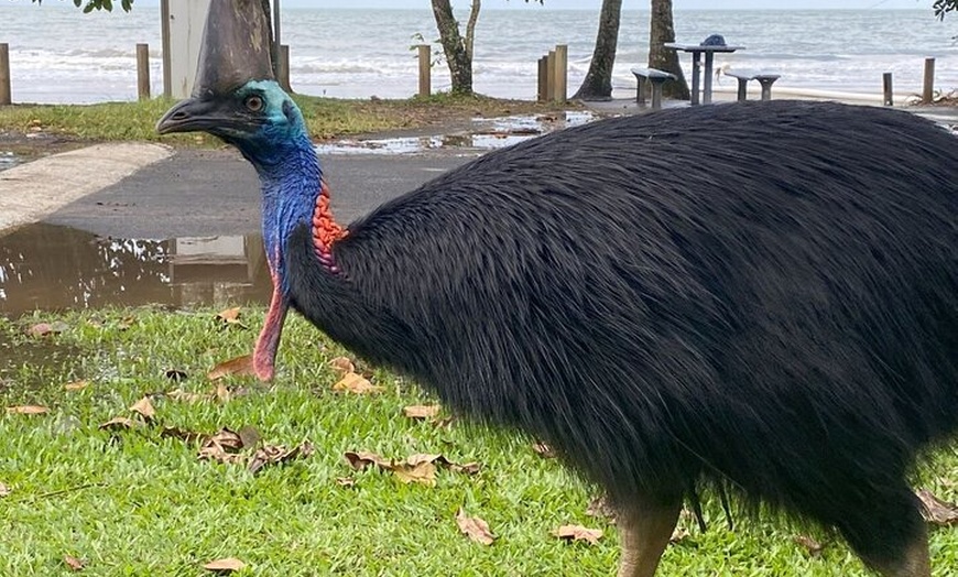 Image 4: Cassowary Coast Goondoi Culture Tour