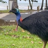 Image 4: Cassowary Coast Goondoi Culture Tour