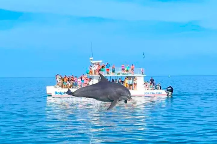Key West Dolphin and Snorkel Experience