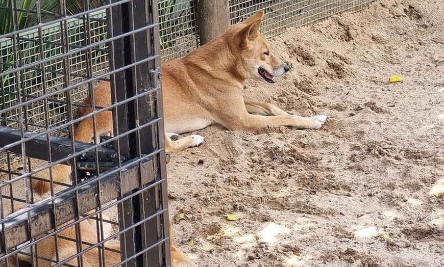 Image 17: PVT Guided Tour: Sydney Opera House and Featherdale Wildlife Park