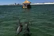 Dolphin Sightseeing Tiki Boat Tour 90 minutes - Second Medium