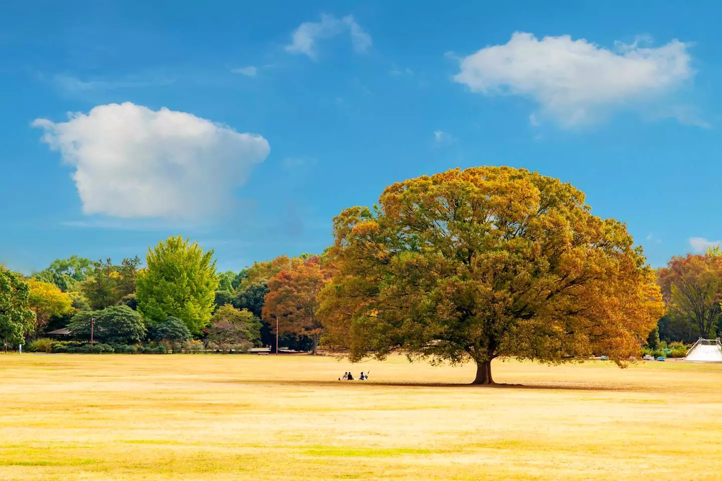 ✈ GIAPPONE | De Tokyo a Seul - Il meglio di Giappone e Corea del Su...