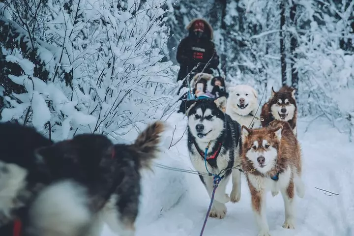 Alaskan Malamute Dog Sledding with Transportation in Alaska - Primary Image