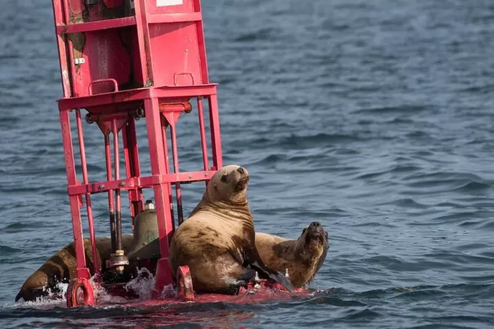 Hoonah Whale-Watching Cruise
