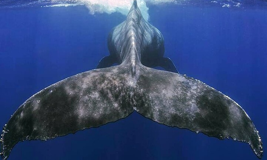 Image 3: Tour Avistamiento Ballenas y Delfines en Barco de grupo reducido